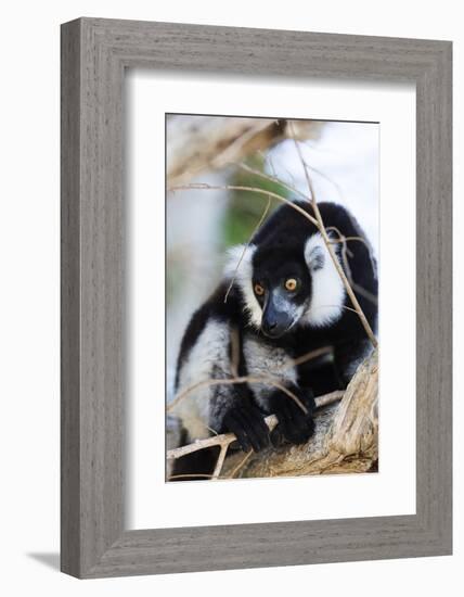 Male black-and-white ruffed lemur (Varecia variegata), Nosy Iranja, northern area, Madagascar, Afri-Christian Kober-Framed Photographic Print