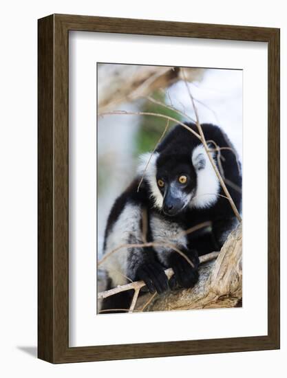 Male black-and-white ruffed lemur (Varecia variegata), Nosy Iranja, northern area, Madagascar, Afri-Christian Kober-Framed Photographic Print