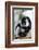 Male black-and-white ruffed lemur (Varecia variegata), Nosy Iranja, northern area, Madagascar, Afri-Christian Kober-Framed Photographic Print