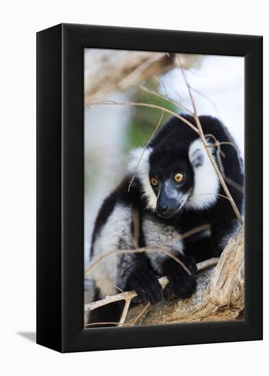 Male black-and-white ruffed lemur (Varecia variegata), Nosy Iranja, northern area, Madagascar, Afri-Christian Kober-Framed Premier Image Canvas