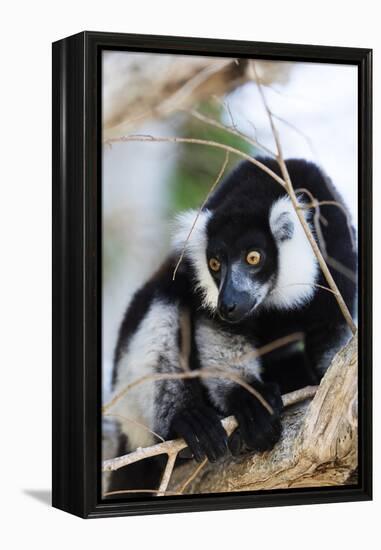 Male black-and-white ruffed lemur (Varecia variegata), Nosy Iranja, northern area, Madagascar, Afri-Christian Kober-Framed Premier Image Canvas