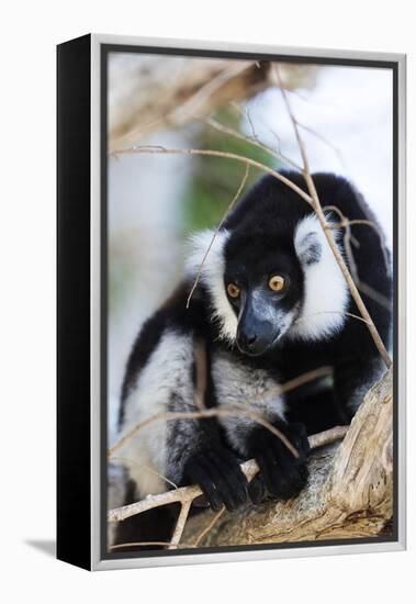 Male black-and-white ruffed lemur (Varecia variegata), Nosy Iranja, northern area, Madagascar, Afri-Christian Kober-Framed Premier Image Canvas