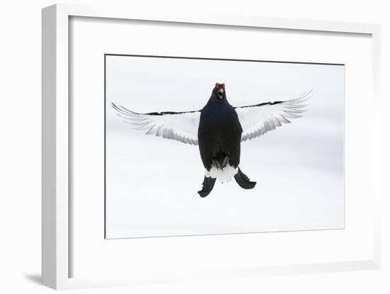 Male Black Grouse (Tetrao - Lyrurus Tetrix) Flying, Utajarvi, Finland, April-Markus Varesvuo-Framed Photographic Print