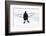 Male Black Grouse (Tetrao - Lyrurus Tetrix) Flying, Utajarvi, Finland, April-Markus Varesvuo-Framed Photographic Print