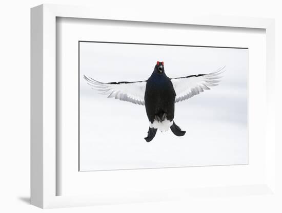 Male Black Grouse (Tetrao - Lyrurus Tetrix) Flying, Utajarvi, Finland, April-Markus Varesvuo-Framed Photographic Print