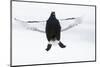 Male Black Grouse (Tetrao - Lyrurus Tetrix) Flying, Utajarvi, Finland, April-Markus Varesvuo-Mounted Photographic Print