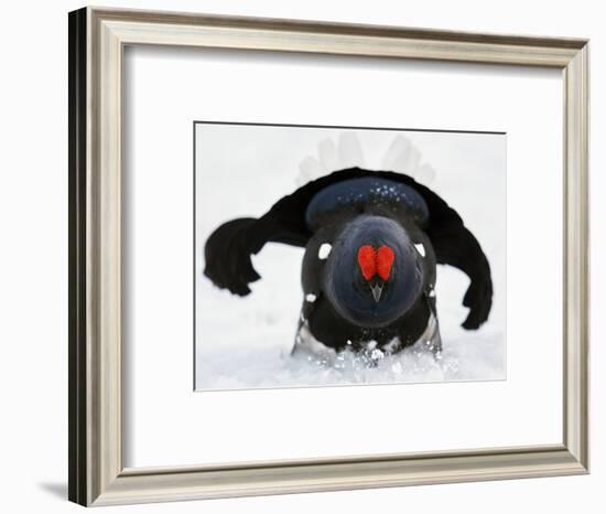 Male Black Grouse (Tetrao - Lyrurus Tetrix) in Snow, Utajarvi, Finland, May-Markus Varesvuo-Framed Photographic Print