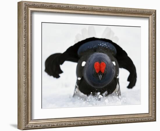 Male Black Grouse (Tetrao - Lyrurus Tetrix) in Snow, Utajarvi, Finland, May-Markus Varesvuo-Framed Photographic Print