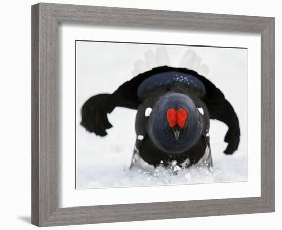 Male Black Grouse (Tetrao - Lyrurus Tetrix) in Snow, Utajarvi, Finland, May-Markus Varesvuo-Framed Photographic Print