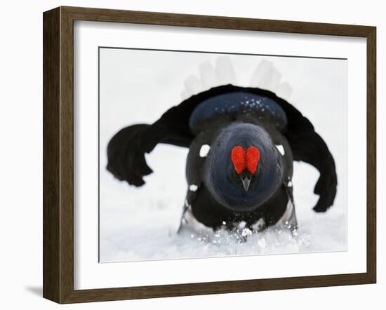 Male Black Grouse (Tetrao - Lyrurus Tetrix) in Snow, Utajarvi, Finland, May-Markus Varesvuo-Framed Photographic Print