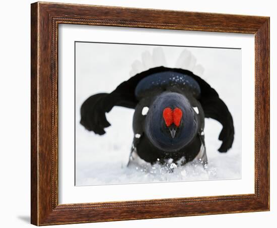 Male Black Grouse (Tetrao - Lyrurus Tetrix) in Snow, Utajarvi, Finland, May-Markus Varesvuo-Framed Photographic Print