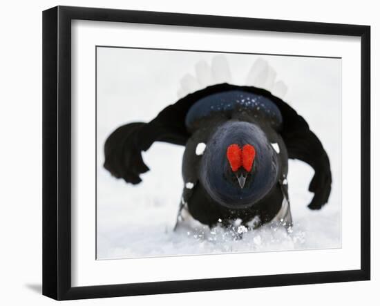 Male Black Grouse (Tetrao - Lyrurus Tetrix) in Snow, Utajarvi, Finland, May-Markus Varesvuo-Framed Photographic Print