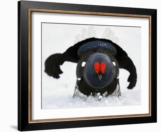 Male Black Grouse (Tetrao - Lyrurus Tetrix) in Snow, Utajarvi, Finland, May-Markus Varesvuo-Framed Photographic Print