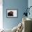 Male Black Grouse (Tetrao - Lyrurus Tetrix) Portrait, Utajarvi, Finland, May-Markus Varesvuo-Framed Photographic Print displayed on a wall