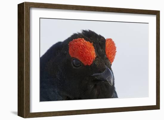 Male Black Grouse (Tetrao - Lyrurus Tetrix) Portrait, Utajarvi, Finland, May-Markus Varesvuo-Framed Photographic Print