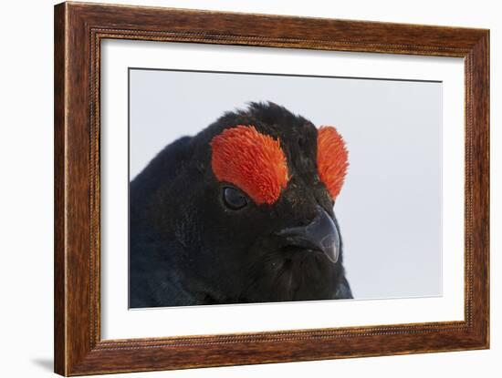 Male Black Grouse (Tetrao - Lyrurus Tetrix) Portrait, Utajarvi, Finland, May-Markus Varesvuo-Framed Photographic Print