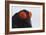 Male Black Grouse (Tetrao - Lyrurus Tetrix) Portrait, Utajarvi, Finland, May-Markus Varesvuo-Framed Photographic Print