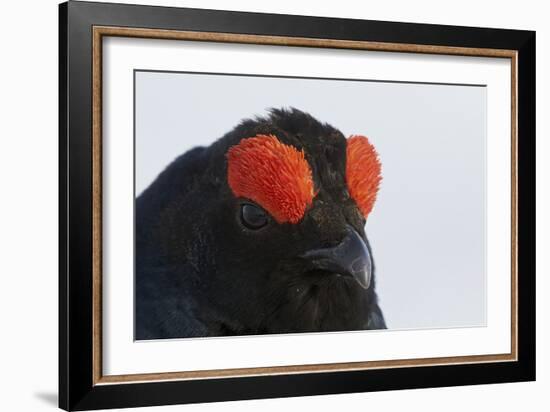 Male Black Grouse (Tetrao - Lyrurus Tetrix) Portrait, Utajarvi, Finland, May-Markus Varesvuo-Framed Photographic Print