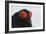 Male Black Grouse (Tetrao - Lyrurus Tetrix) Portrait, Utajarvi, Finland, May-Markus Varesvuo-Framed Photographic Print