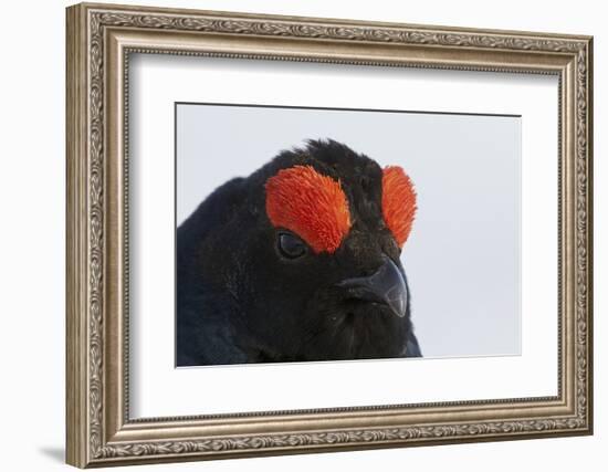 Male Black Grouse (Tetrao - Lyrurus Tetrix) Portrait, Utajarvi, Finland, May-Markus Varesvuo-Framed Photographic Print