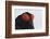 Male Black Grouse (Tetrao - Lyrurus Tetrix) Portrait, Utajarvi, Finland, May-Markus Varesvuo-Framed Photographic Print