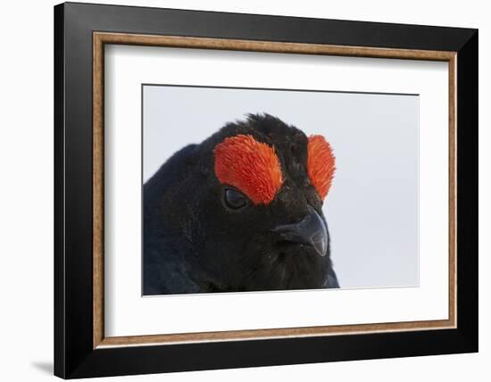 Male Black Grouse (Tetrao - Lyrurus Tetrix) Portrait, Utajarvi, Finland, May-Markus Varesvuo-Framed Photographic Print