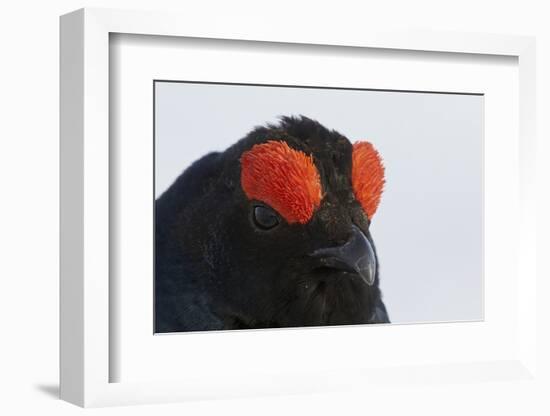 Male Black Grouse (Tetrao - Lyrurus Tetrix) Portrait, Utajarvi, Finland, May-Markus Varesvuo-Framed Photographic Print