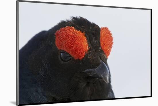 Male Black Grouse (Tetrao - Lyrurus Tetrix) Portrait, Utajarvi, Finland, May-Markus Varesvuo-Mounted Photographic Print