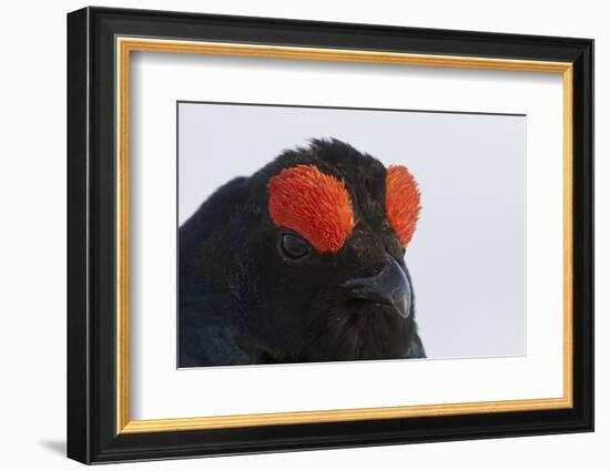 Male Black Grouse (Tetrao - Lyrurus Tetrix) Portrait, Utajarvi, Finland, May-Markus Varesvuo-Framed Photographic Print