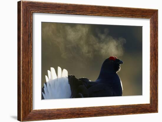 Male Black Grouse (Tetrao - Lyrurus Tetrix) with Breath Visible in Cold, Liminka, Finland, March-Markus Varesvuo-Framed Photographic Print