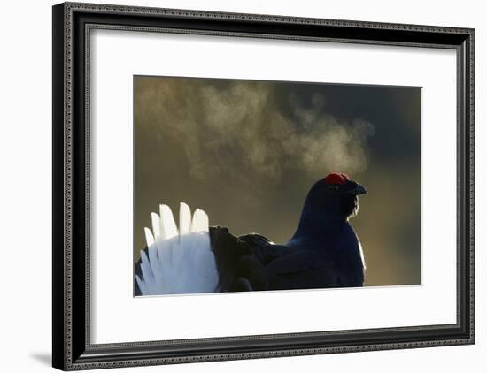 Male Black Grouse (Tetrao - Lyrurus Tetrix) with Breath Visible in Cold, Liminka, Finland, March-Markus Varesvuo-Framed Photographic Print