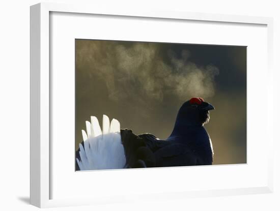 Male Black Grouse (Tetrao - Lyrurus Tetrix) with Breath Visible in Cold, Liminka, Finland, March-Markus Varesvuo-Framed Photographic Print