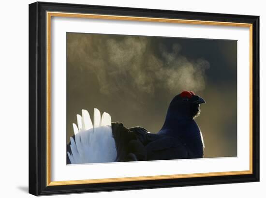 Male Black Grouse (Tetrao - Lyrurus Tetrix) with Breath Visible in Cold, Liminka, Finland, March-Markus Varesvuo-Framed Photographic Print