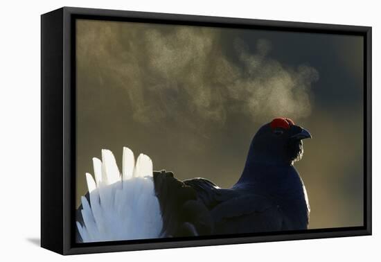 Male Black Grouse (Tetrao - Lyrurus Tetrix) with Breath Visible in Cold, Liminka, Finland, March-Markus Varesvuo-Framed Premier Image Canvas