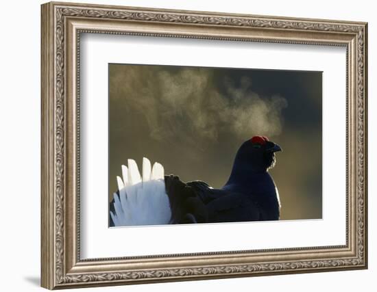 Male Black Grouse (Tetrao - Lyrurus Tetrix) with Breath Visible in Cold, Liminka, Finland, March-Markus Varesvuo-Framed Photographic Print