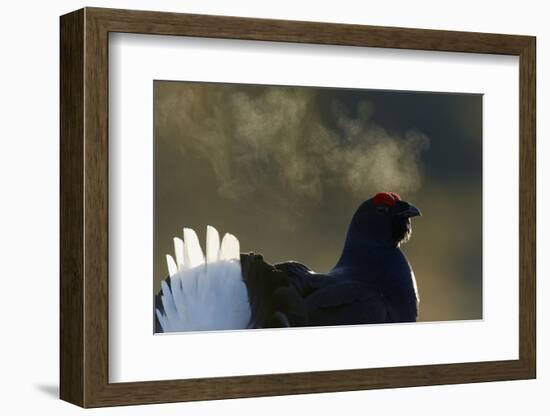 Male Black Grouse (Tetrao - Lyrurus Tetrix) with Breath Visible in Cold, Liminka, Finland, March-Markus Varesvuo-Framed Photographic Print