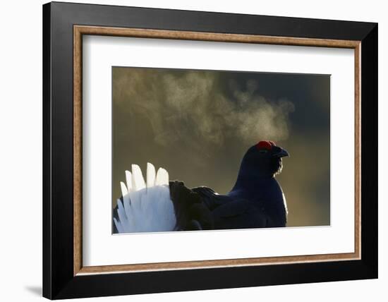 Male Black Grouse (Tetrao - Lyrurus Tetrix) with Breath Visible in Cold, Liminka, Finland, March-Markus Varesvuo-Framed Photographic Print