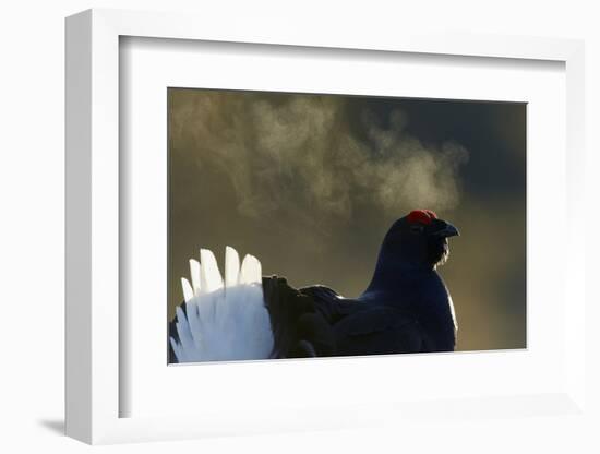 Male Black Grouse (Tetrao - Lyrurus Tetrix) with Breath Visible in Cold, Liminka, Finland, March-Markus Varesvuo-Framed Photographic Print