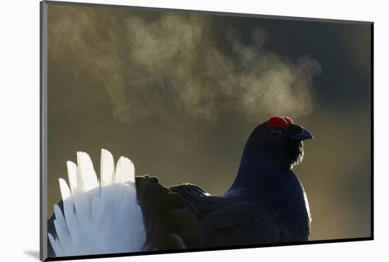 Male Black Grouse (Tetrao - Lyrurus Tetrix) with Breath Visible in Cold, Liminka, Finland, March-Markus Varesvuo-Mounted Photographic Print