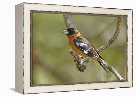 Male Black Headed Grosbeak-John Alves-Framed Premier Image Canvas