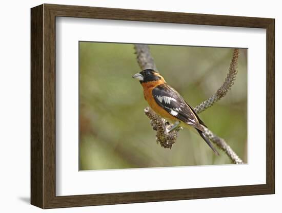 Male Black Headed Grosbeak-John Alves-Framed Photographic Print