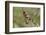 Male Black Headed Grosbeak-John Alves-Framed Photographic Print