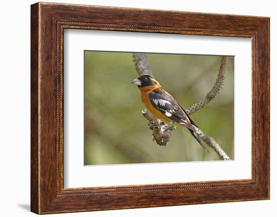 Male Black Headed Grosbeak-John Alves-Framed Photographic Print