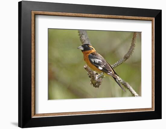 Male Black Headed Grosbeak-John Alves-Framed Photographic Print