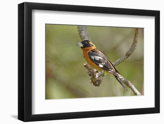 Male Black Headed Grosbeak-John Alves-Framed Photographic Print