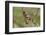 Male Black Headed Grosbeak-John Alves-Framed Photographic Print