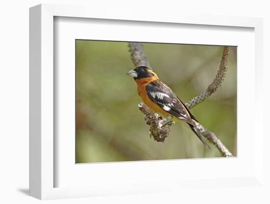 Male Black Headed Grosbeak-John Alves-Framed Photographic Print