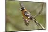 Male Black Headed Grosbeak-John Alves-Mounted Photographic Print