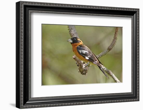 Male Black Headed Grosbeak-John Alves-Framed Photographic Print