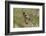 Male Black Headed Grosbeak-John Alves-Framed Photographic Print